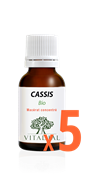 PROGRAMME INTENSE 5 CASSIS