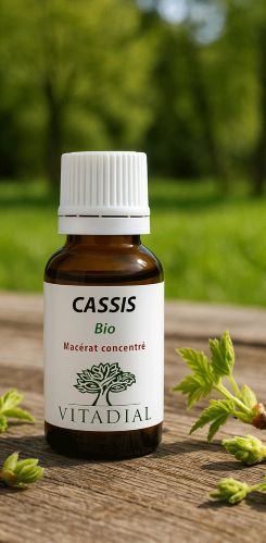 CASSIS Bio | Macérât de bourgeons